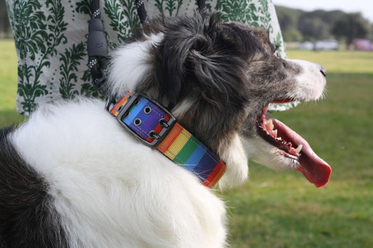 DELTA Tactical Large Dog Collar Rainbow Parade