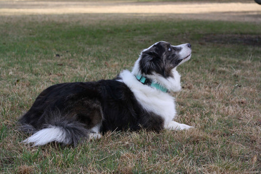 FANG Strong Reflective Dog Collar Turquoise Mist L XL