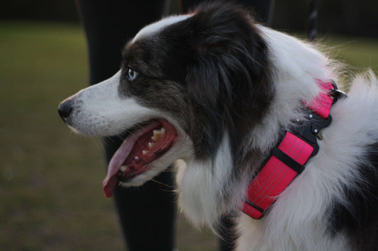 Dog wearing a pink harness with a blurred background