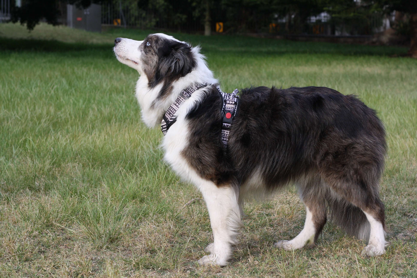 ATLAS No Pull Dog Harness Boho Stripe