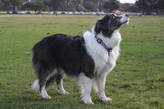 POWERPLAY No Pull Large Dog Harness Cow Print