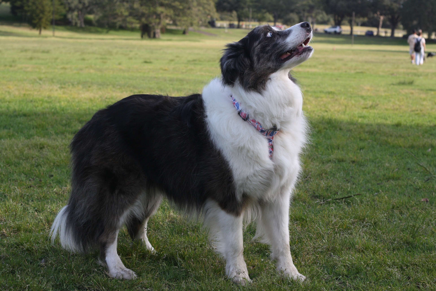 POWERPLAY No Pull Large Dog Harness Retro Pink