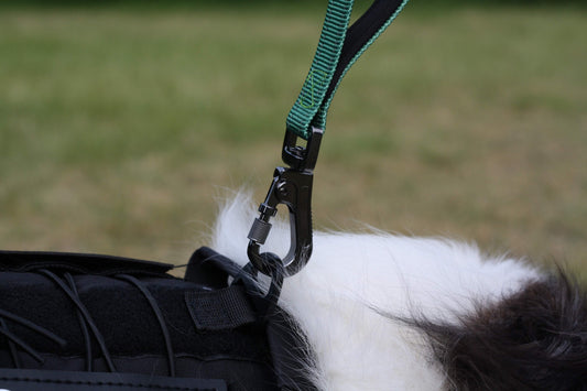 CRAYON Dual Handle Large Dog Leash Forest Green