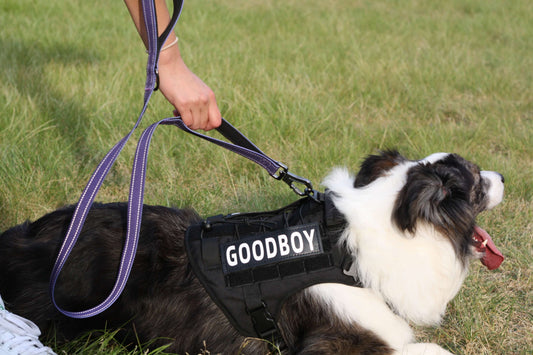 CRAYON Dual Handle Large Dog Leash Plum Purple