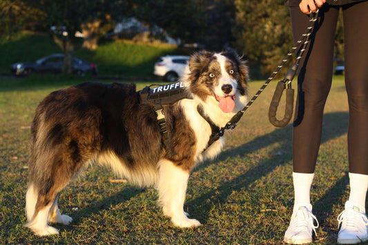 TEMPO Reflective Rope Dog Leash Onyx Black