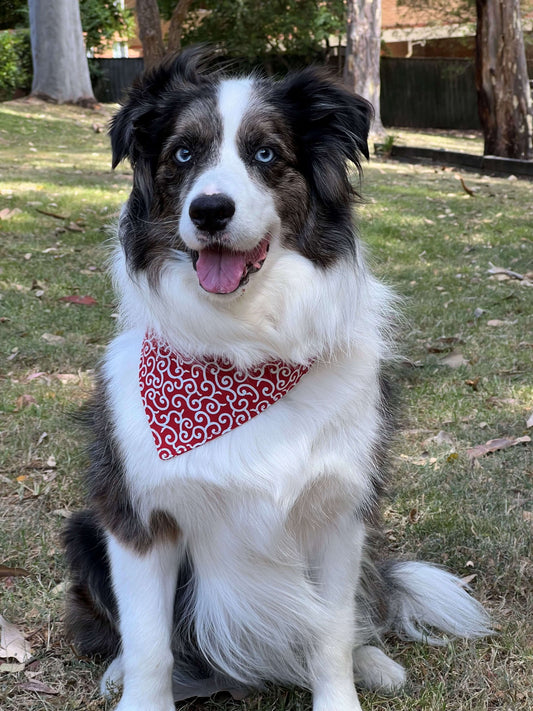 Dog wearing a red bandana with a white pattern, sitting on grass.