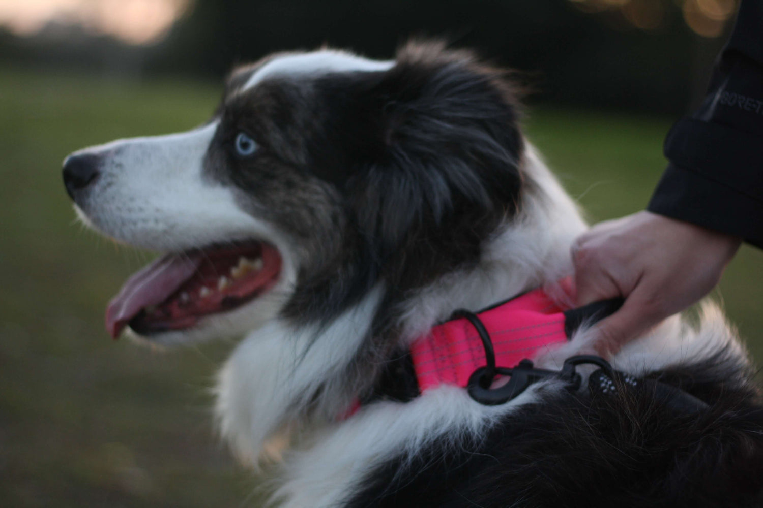 DRIFT Tactical L dog collar