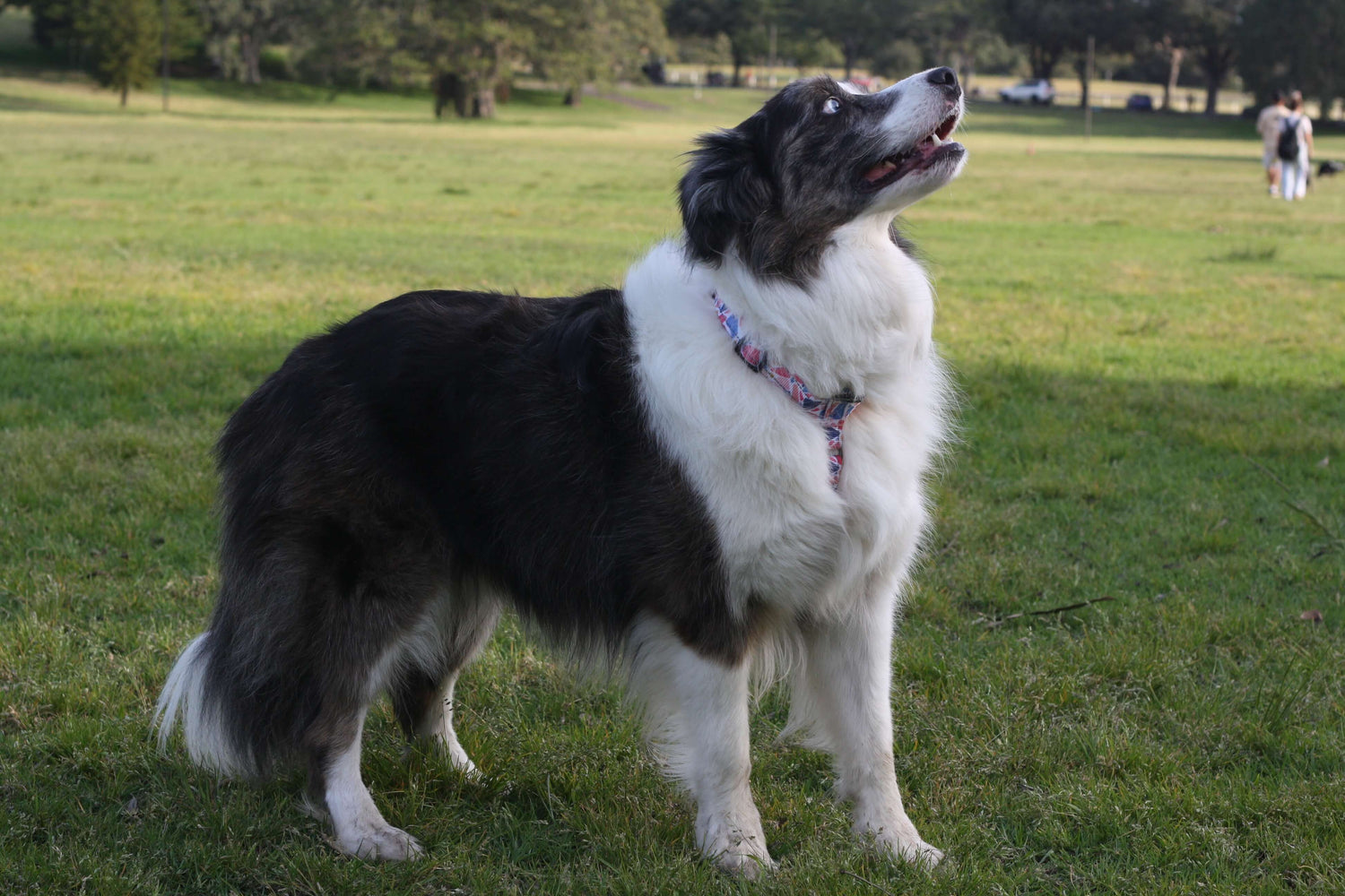 POWERPLAY No Pull Large Dog Harness