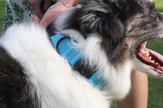 DRIFT Tactical Reflective Large Dog Collar Coastal Blue