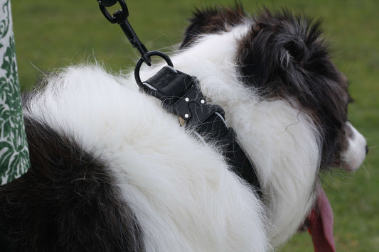 FANG Strong Reflective Dog Collar Onyx Black L XL