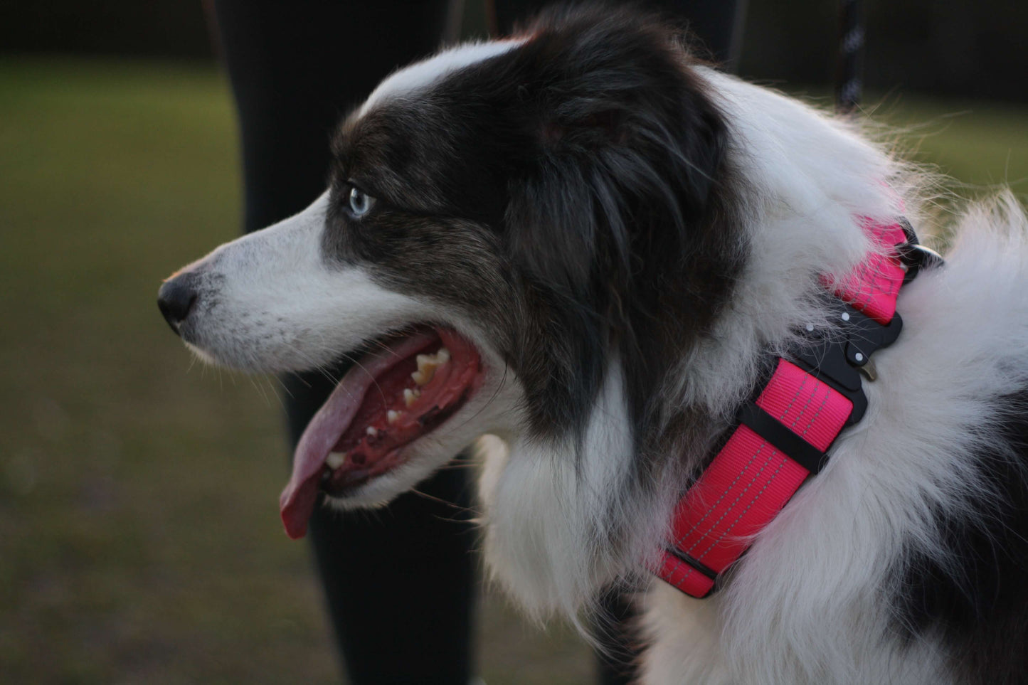 Dog wearing a pink harness with a blurred background