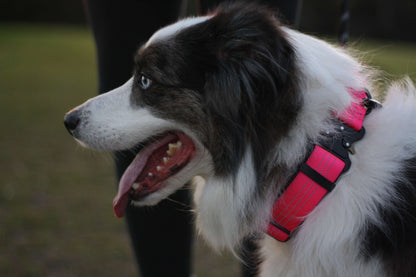 Dog wearing a pink harness with a blurred background
