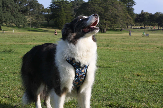 ATLAS No Pull Dog Harness Midnight Horizon