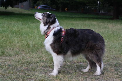 ATLAS No Pull Dog Harness Tangerine Bloom