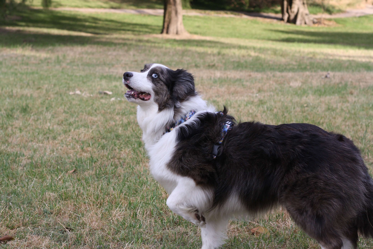 POWERPLAY No Pull Large Dog Harness Sunset Splash