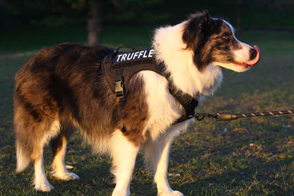 TITAN No Pull Dog Harness – Heavy Duty Front Clip Large Dog Harness Onyx Black