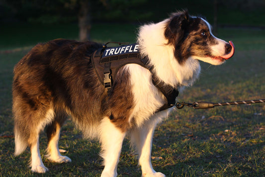 TITAN No Pull Dog Harness – Heavy Duty Front Clip Large Dog Harness Onyx Black