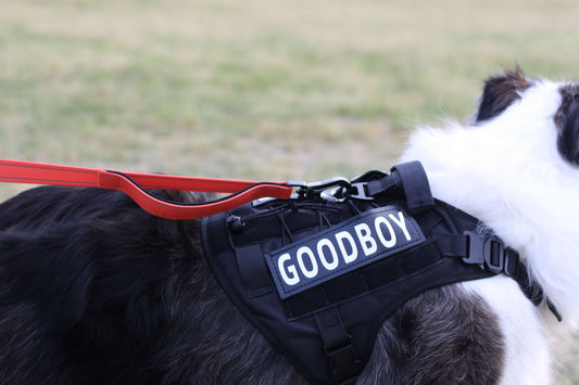 CRAYON Dual Handle Large Dog Leash Sunset Orange