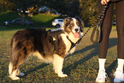 TEMPO Reflective Rope Dog Leash Onyx Black