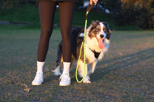 TEMPO Reflective Rope Dog Leash Neon Green