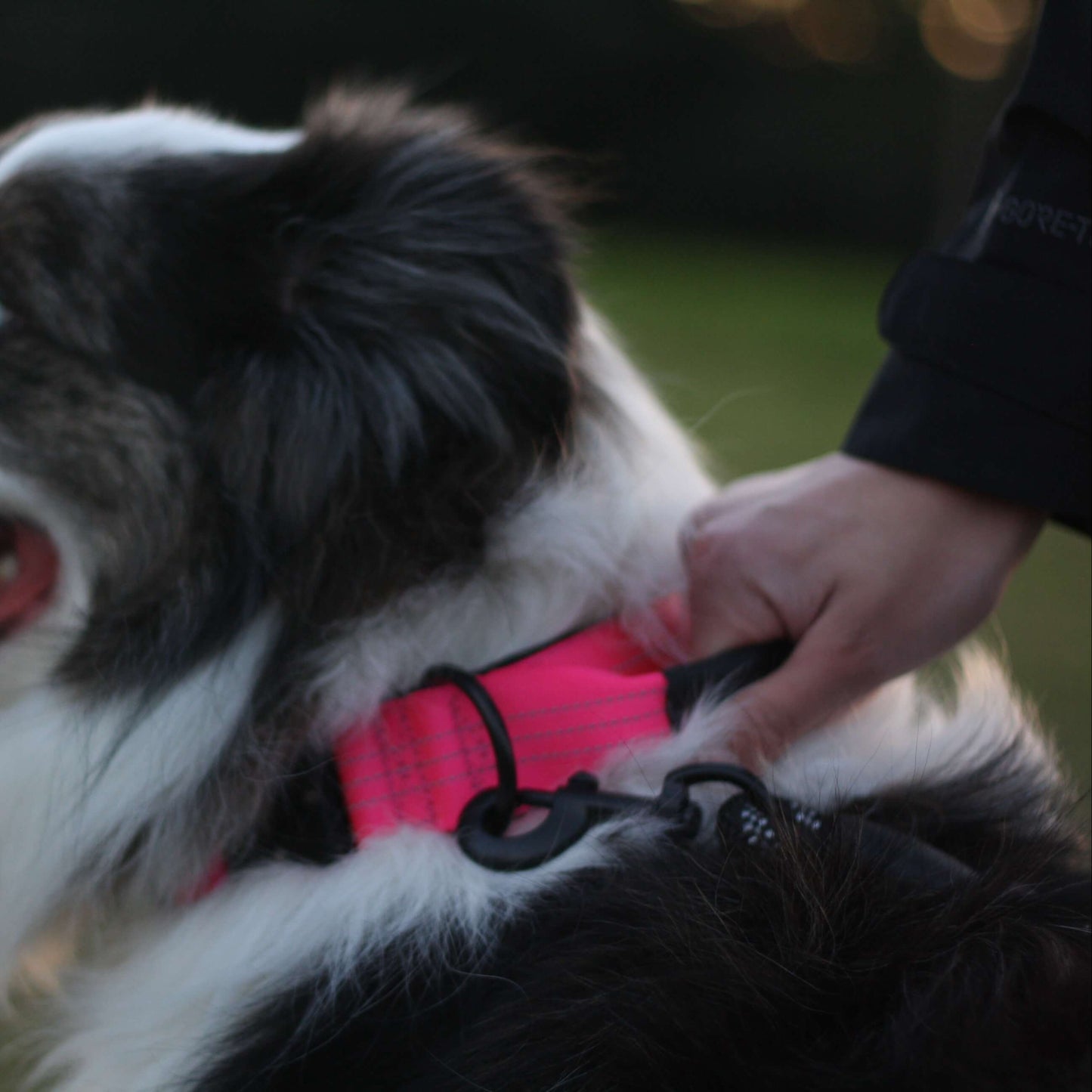 Dog wearing a extra wide pink COLLAR with a handle