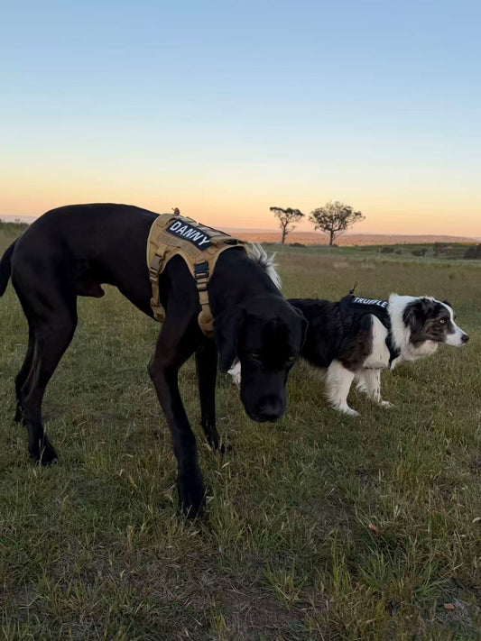 Two dogs wearing harnesses in a field at sunset